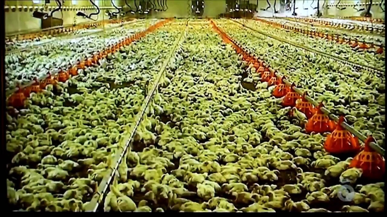 ET MON NUGGET, C'EST DU POULET-mDeXDpTpoO0