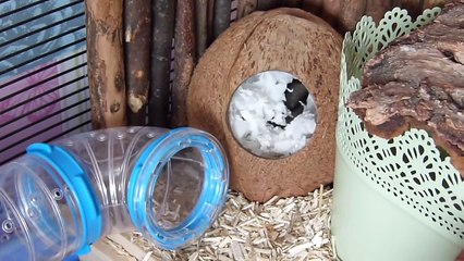 FAQ  My Guinea Pigs Are Fat!