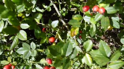 Gerbil Cage Cleaning