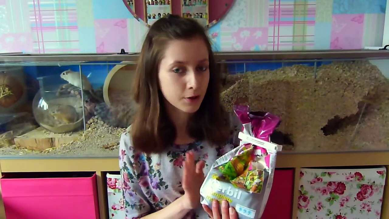 Gerbil Supplies & What You Need