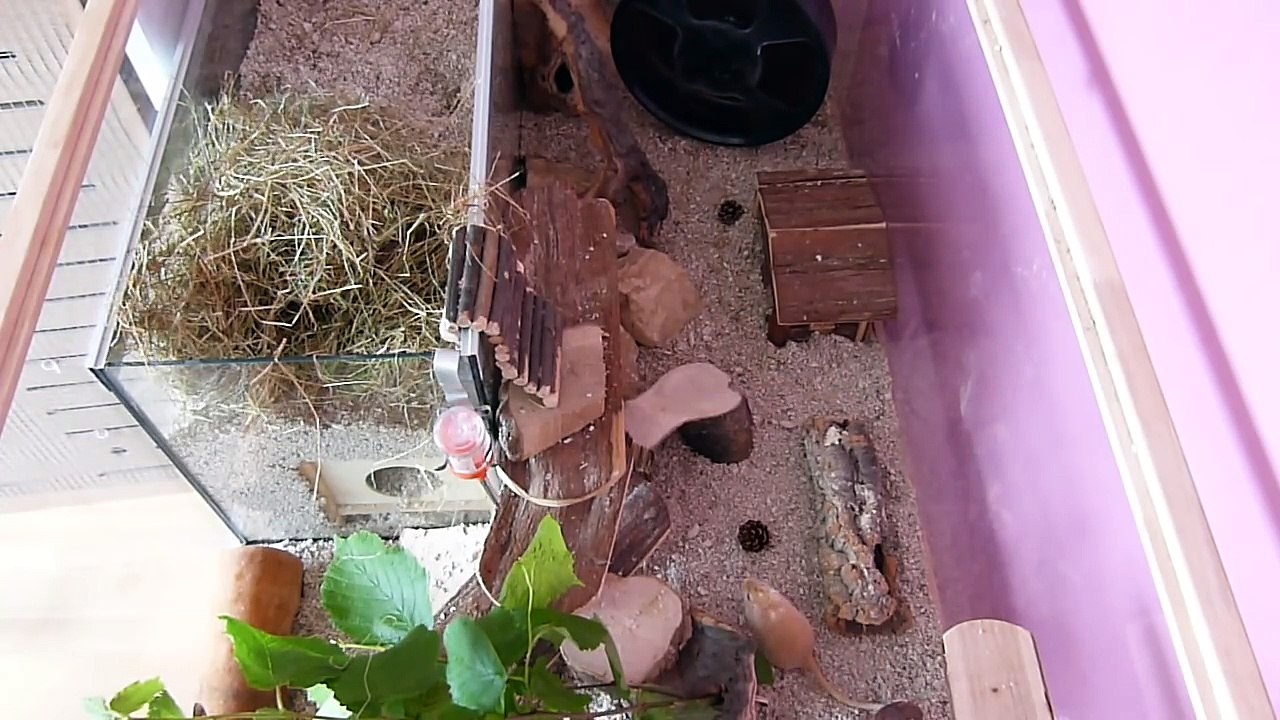 Gerbils Exploring New Habitat