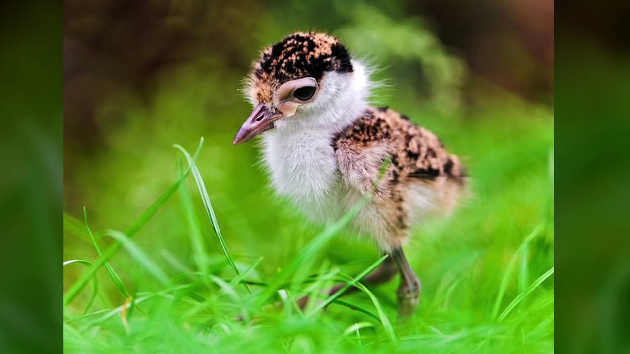 Top des bébés animaux les plus mignons-4wYAKzQNd4E