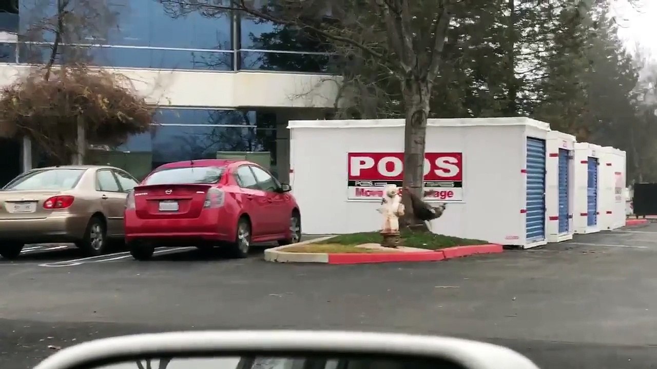 3 dindes se courent après