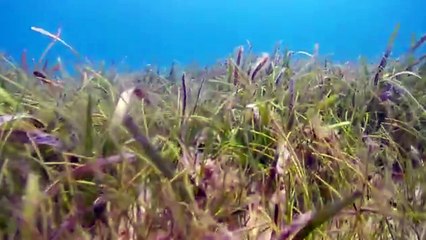 Undersea Exotic Fish Free HD Footage