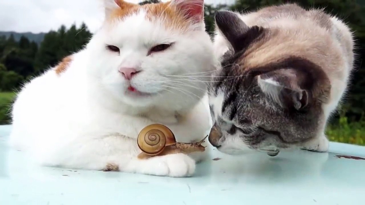 Tendresse entre deux chats l'amour ne connaît pas de frontières