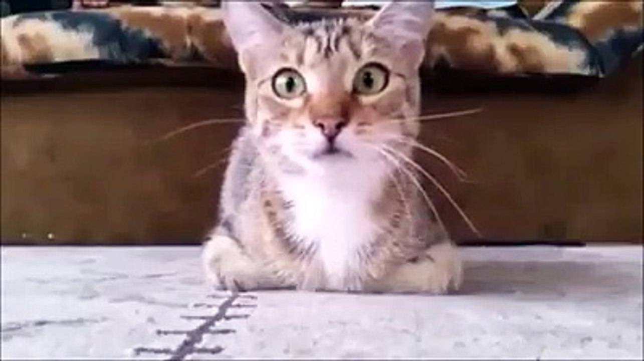 Funny Videos- When Cat Watches a Horror Moviee
