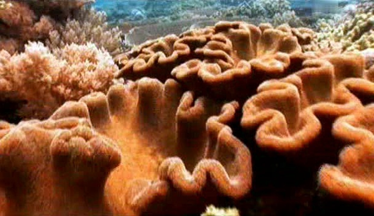 Wunder der Evolution E07 - Fortpflanzung