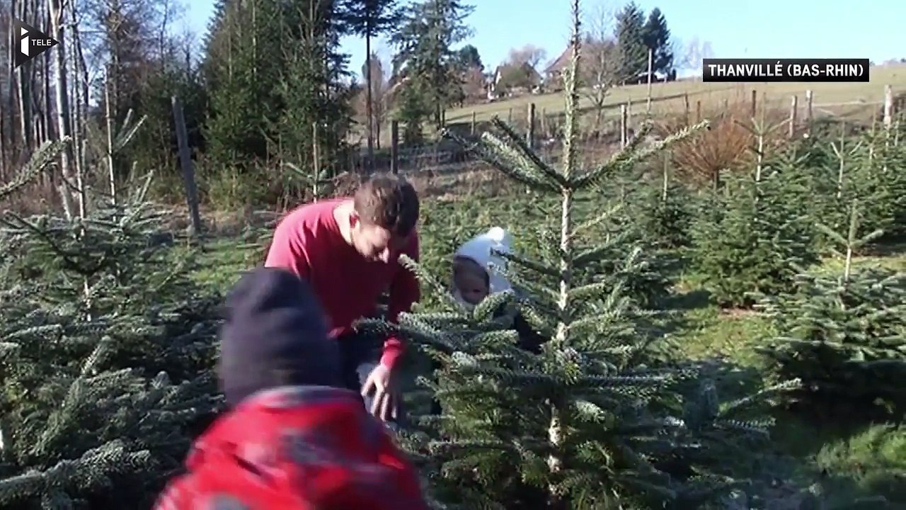 Coupe toi-même ton sapin de Noël-k7hVWS2R4iE