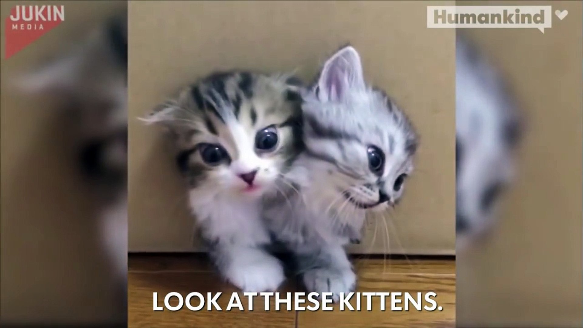 ⁣Magical box releases kittens, kittens, and more kittens-DnQz1SDdAAM
