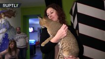 $23K cat - Meet one of only 30 living members of world’s most exclusive feline family-NwbGkhPBTHo