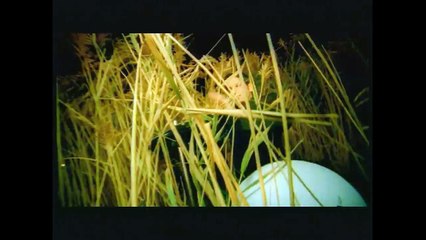 يوري مرقدي علميني فصحى