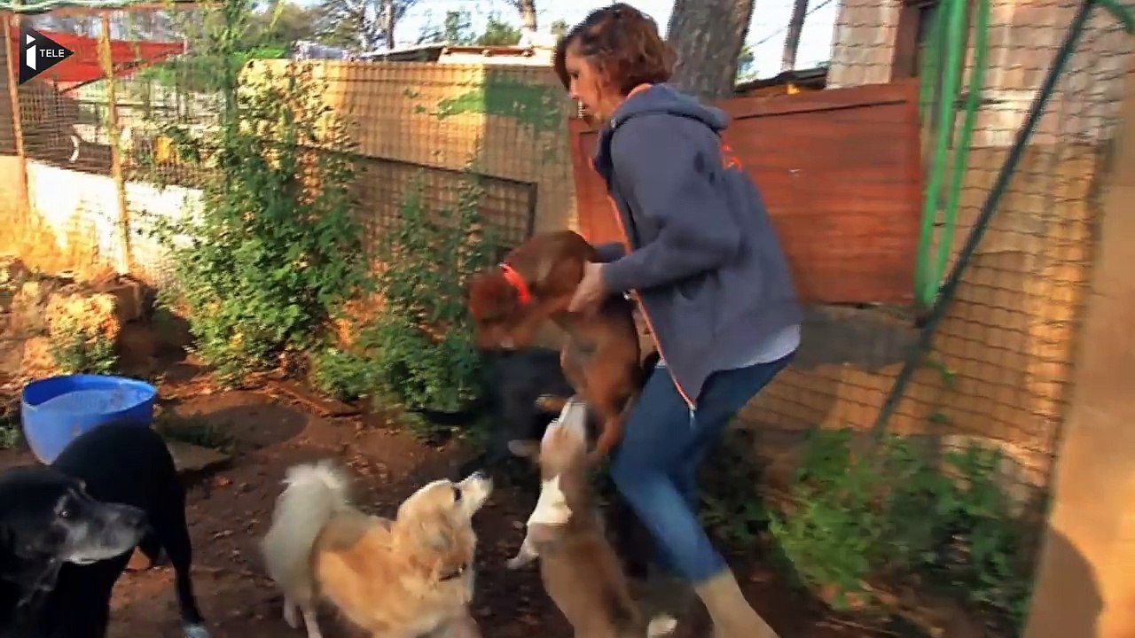 Week-end portes ouvertes dans les refuges SPA-W8hDRqeMA_w