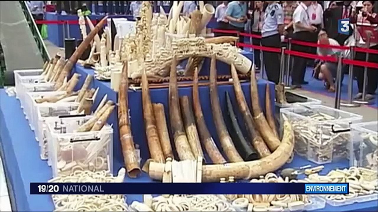 Ivoire  - la Chine veut interdire son commerce-2eUAEahlo2I