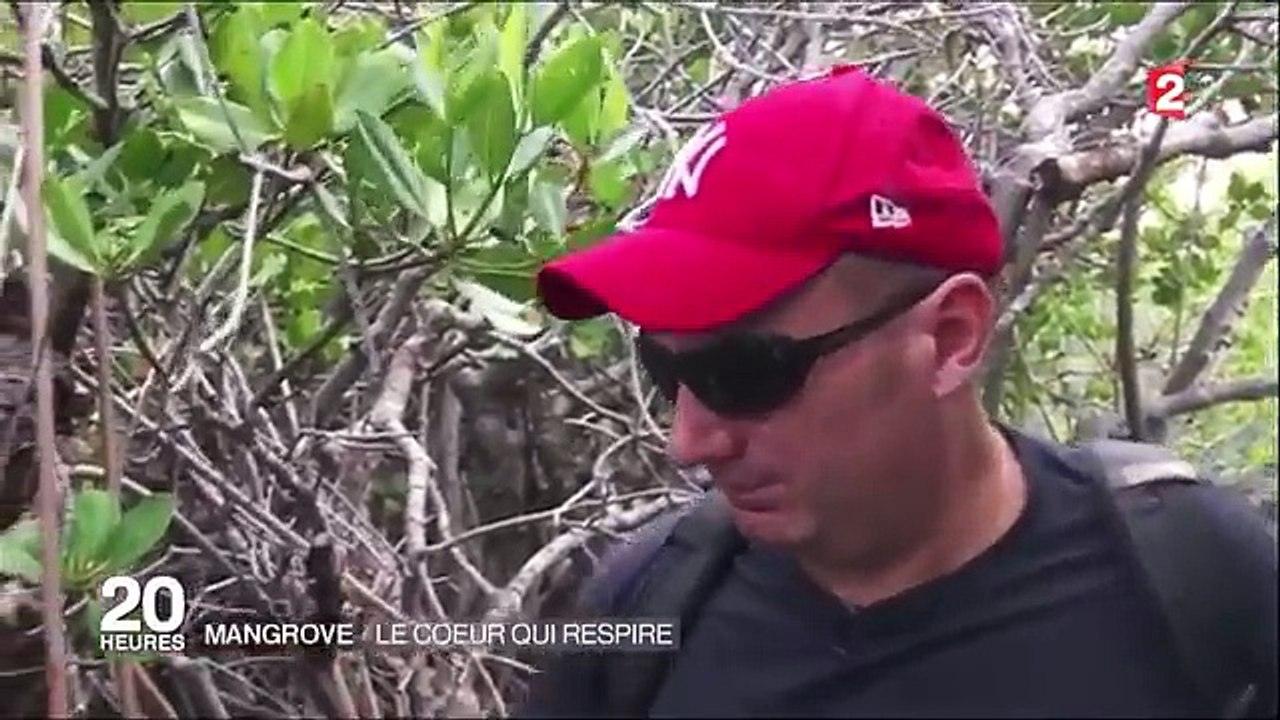 La mangrove, ce véritable poumon vert-5uoQp4ChVlM
