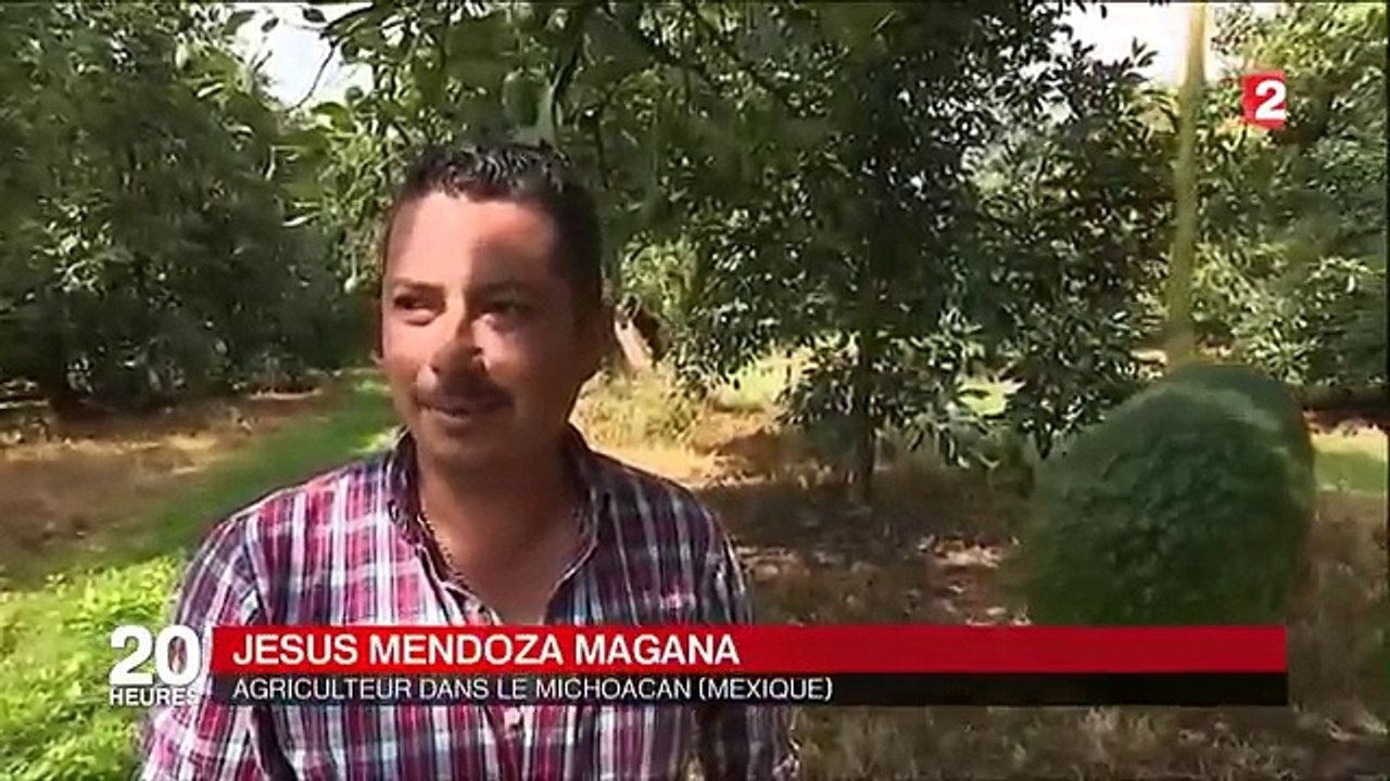 Mexique  - les ravages environnementaux de la culture de l'avocat-nTEVfeE_9kM
