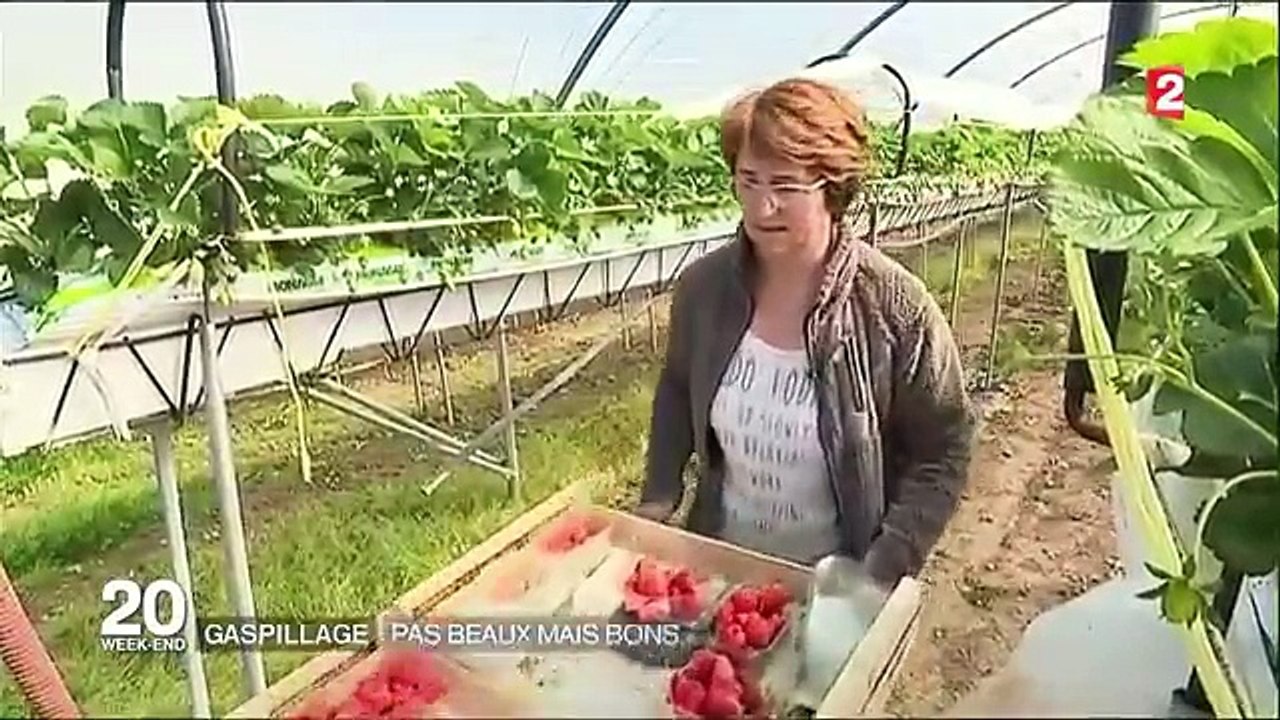 Gaspillage alimentaire - la revanche des fruits et légumes moches-Jb6wJ5Sse5w