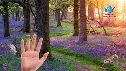 Ark Finger Family Rhymes For Kid | Black Cat Funny Deer Animals Cartoon Nursery Rhymes For Children