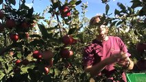 Les pommes, nouveau bastion des produits bio-k5CzJ7BU--I