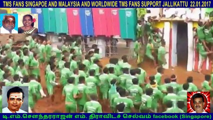 TMS FANS SINGAPOE AND MALAYSIA AND WORLDWIDE TMS FANS SUPPORT JALLIKATTU  22.01.2017