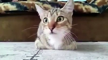 cat watching horror movie