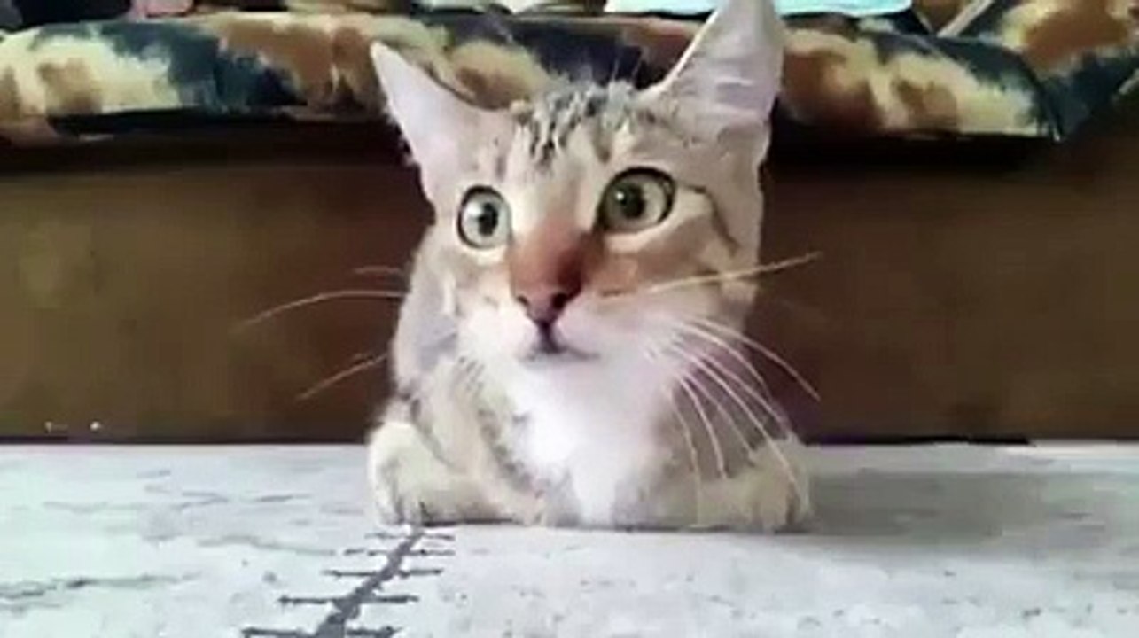 cat watching horror movie