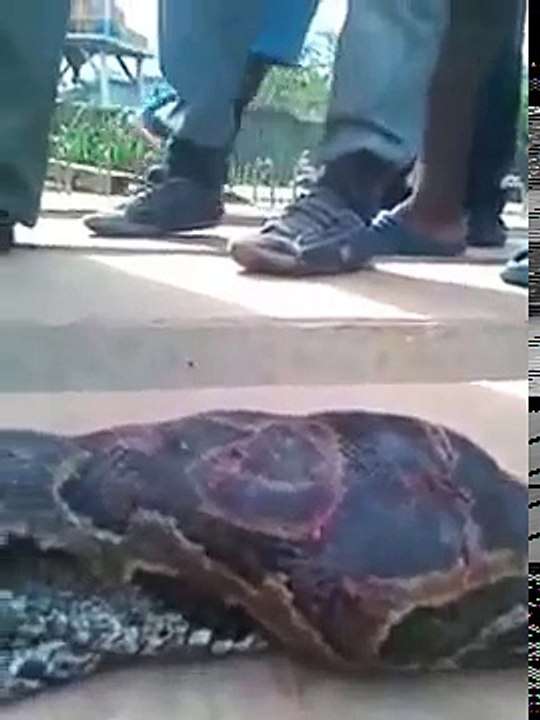 Video of Huge Snake Found And Killed In Alagbole, Ogun State, Nigeria