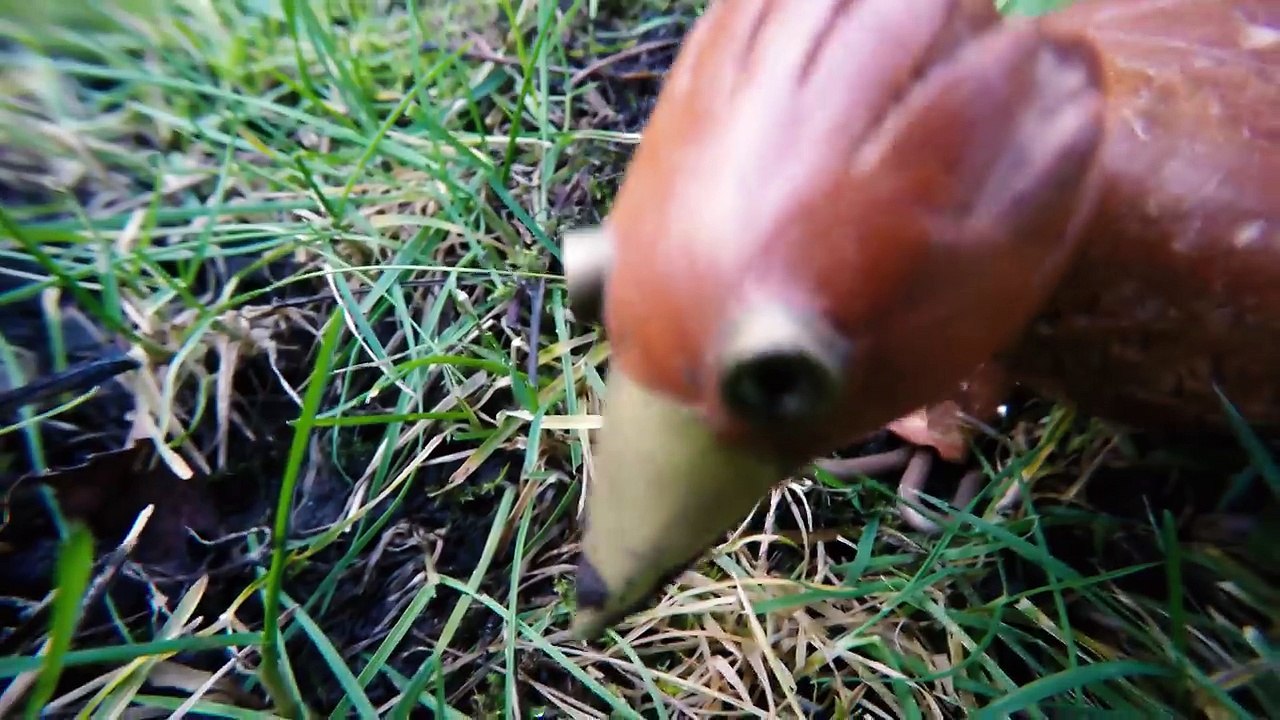 Dabchick ~16 ~ The Everworm-dTpC0d3k7Go
