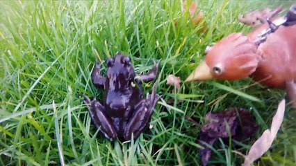 Dabchick ~20~ Froggy Style-GlFYw5y1-ng