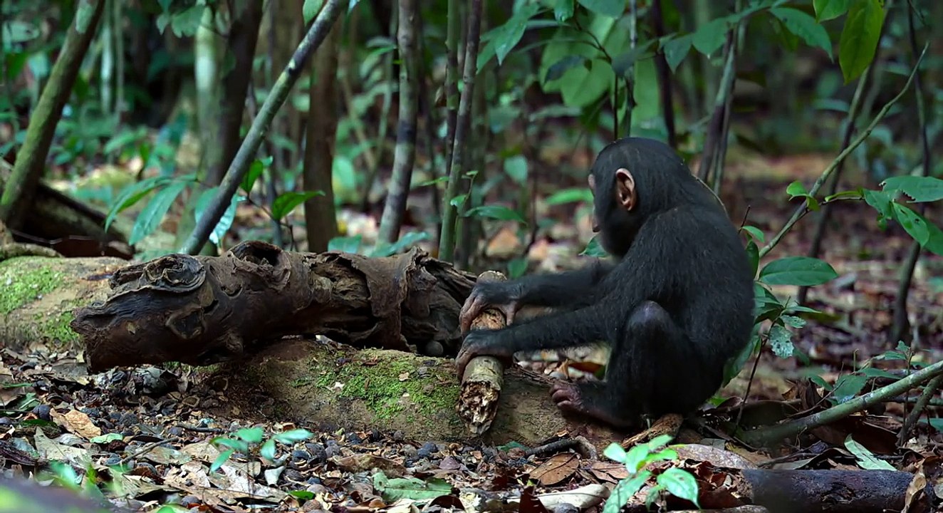Disneynature - SCHIMPANSEN - Filmclip - Nüsse knacken-D7zEZ5mUTec