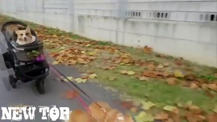 COUB 2016 NOVEMBER ЛУЧШИЕ ПРИКОЛЫ ПОШЛЫЕ ПРИКОЛЫ  18 НОЯБРЬ 2016