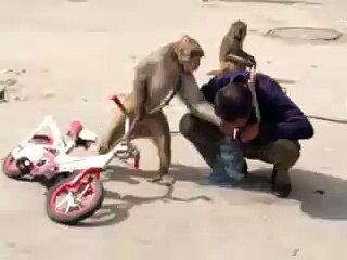 Funny monkey playing