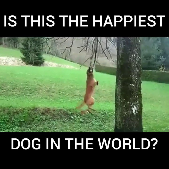 happy dog