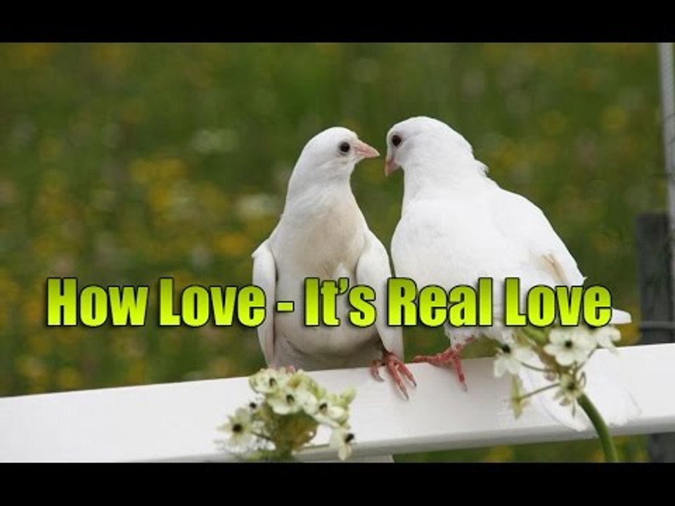 দেখুন কবুতরের ভালোবাসা মানুষকে হার মানায় - This Is True Love of Pigeons 2016
