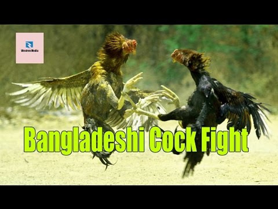 দেখুন বাংলাদেশি মোরগ কিভাবে ফিইট করে - Bangladeshi Cock Fight
