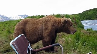Close Encounter With A Brown Bear - Funny Videos at Videobash