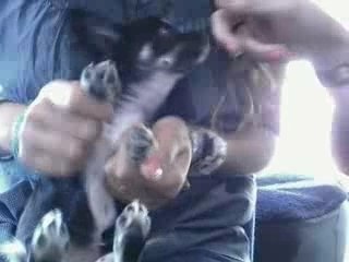 Meme mon chien sait danser la tecktonik