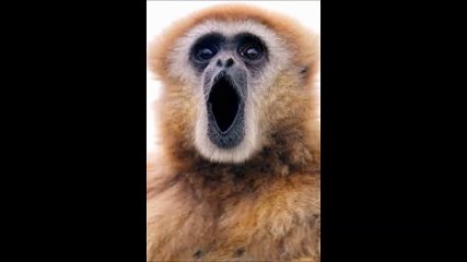 DJGIBON _ GIBoLOIN (FITN-TROUS NORMANDS)