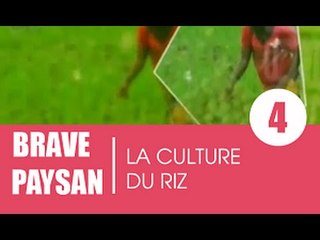 Brave paysan / La culture du Riz (2e partie)