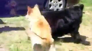 Police Dogs Break Up Cat Fight - Funny Videos at Videobash