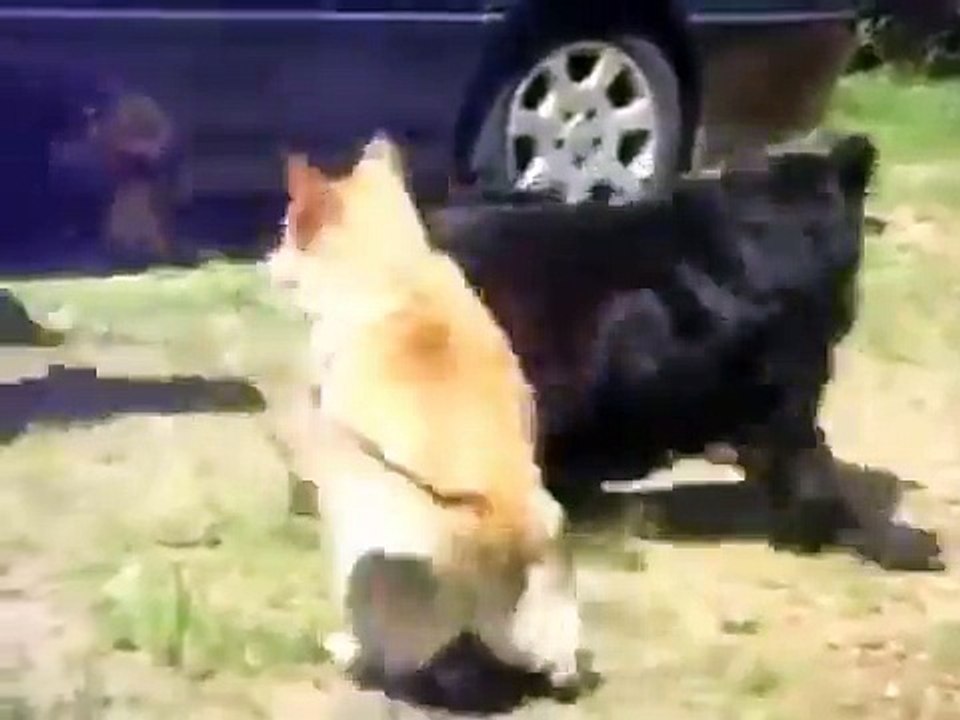 Police Dogs Break Up Cat Fight - Funny Videos at Videobash