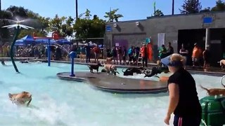 Pooch Pool Party - Funny Videos at Videobash