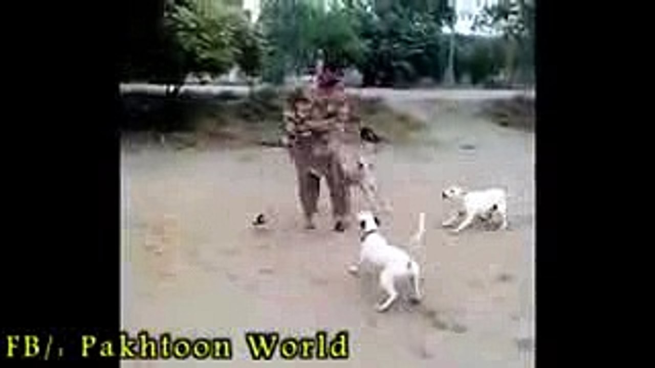 Most funny pathan vs dog must watch - YouTube