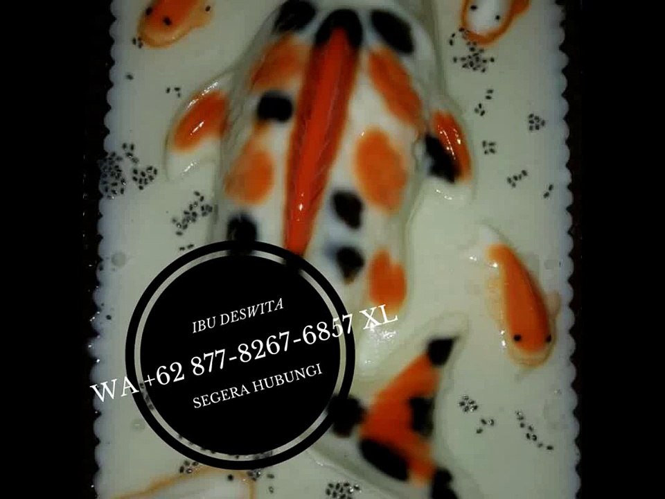 WA +62 877-8267-6857 XL, Puding Art, Jelly Art Puding, Jelly Art