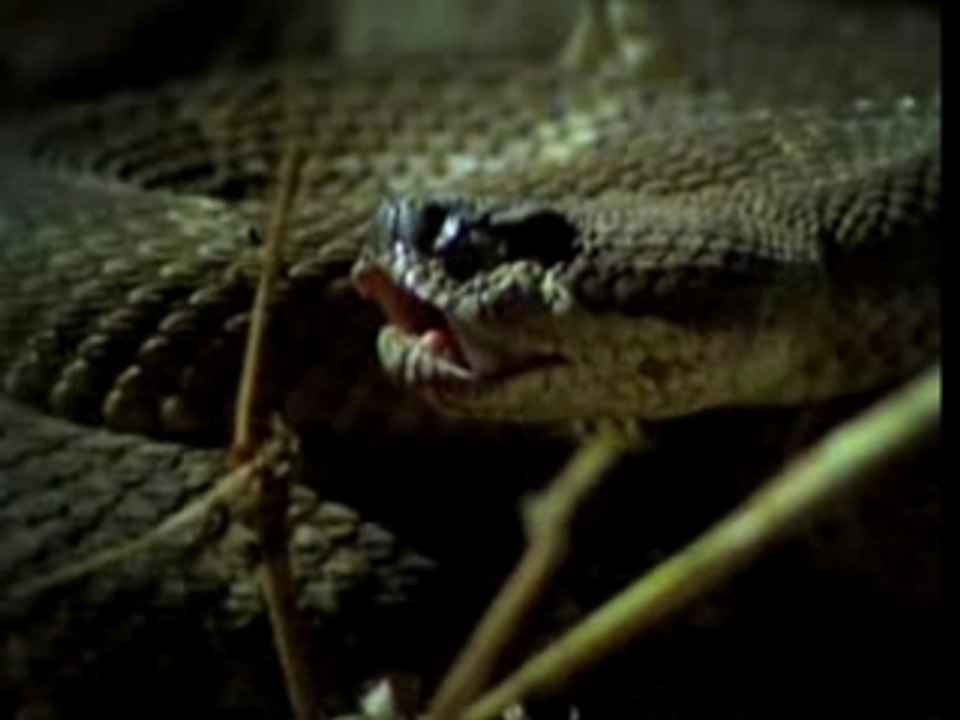 Buenos Aires Zoo Yawn