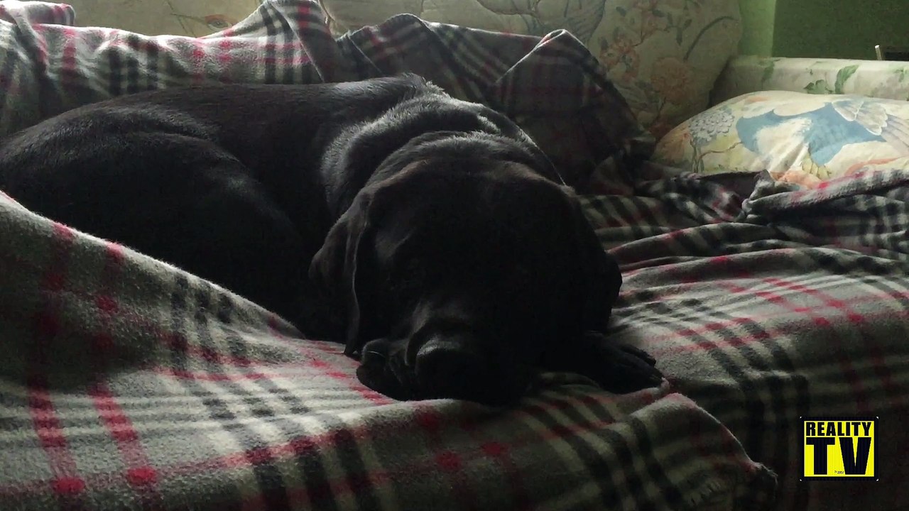 Mein Labi ruht sich aus