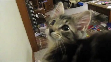 Keçi Sesi Çıkaran Kedi