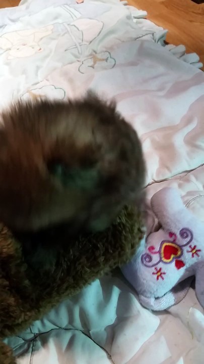 Mango des hauts de Montlas