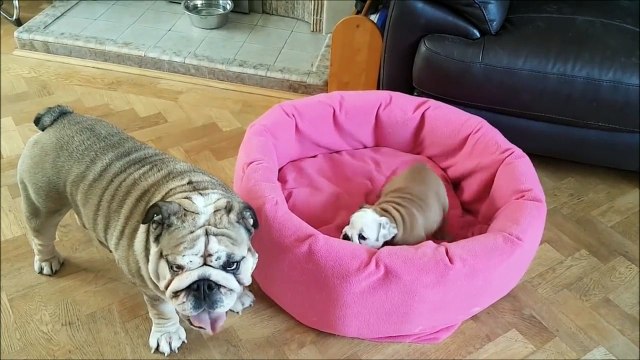 Bulldog mom preciously entertains her puppy