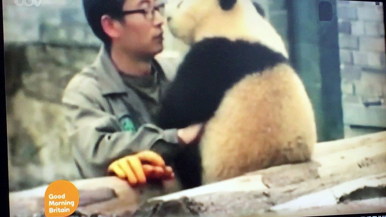 panda  selfie  2017