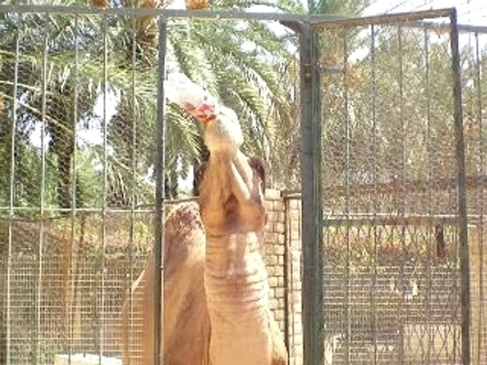 Dromadaire buvant du coca au Jardn du Paradis de Tozeur